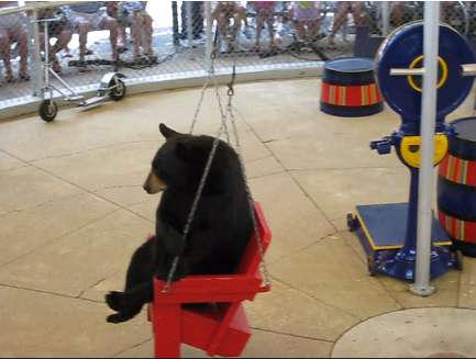 bear1 - 3.3 Megabytes