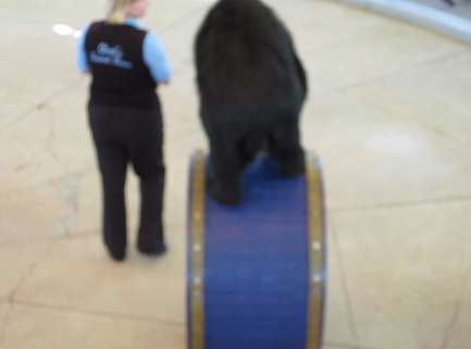 bear2 - 1.98 Megabytes