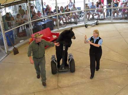 bear3 - 3.28 Megabytes