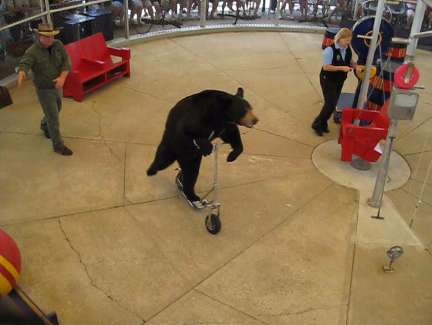 bear4 - 1.29 Megabytes